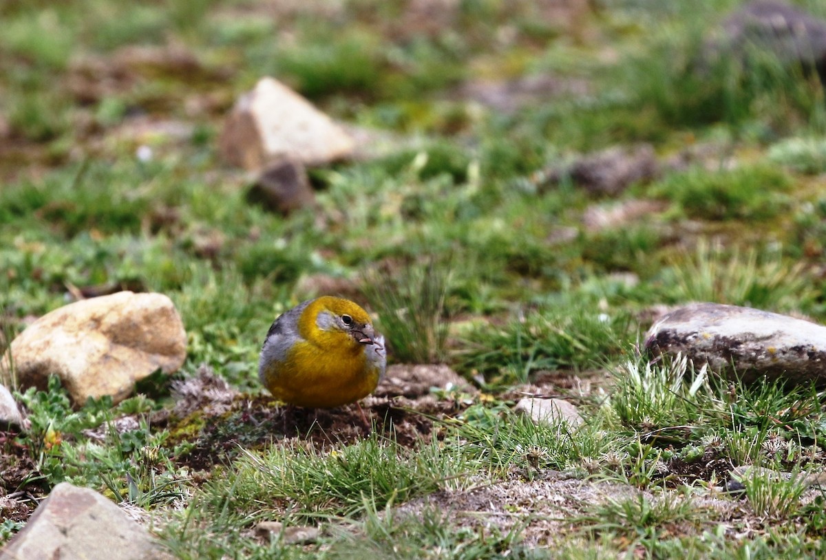 Bright-rumped Yellow-Finch - ML205638641