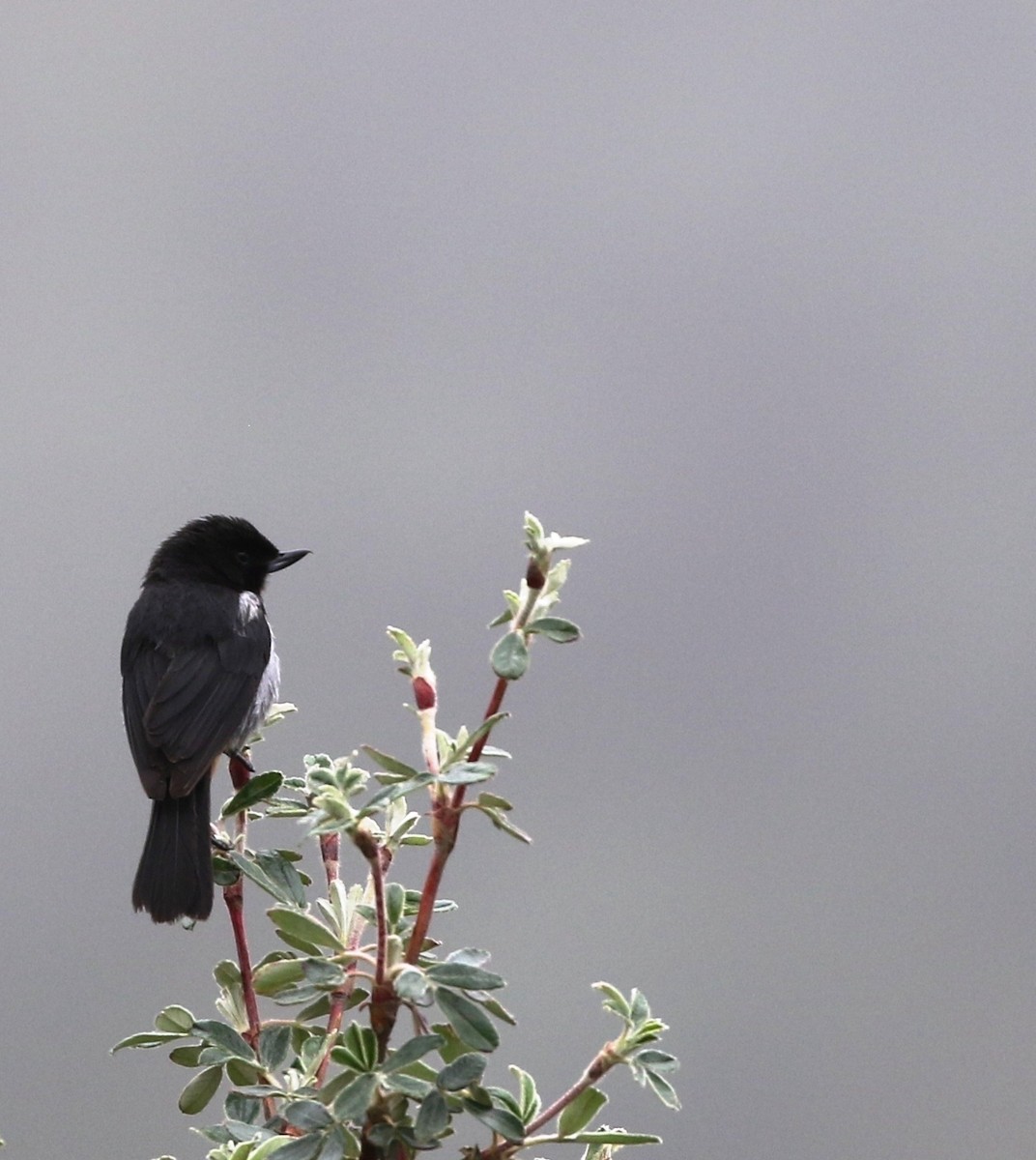 Gray-bellied Flowerpiercer - Richard Greenhalgh