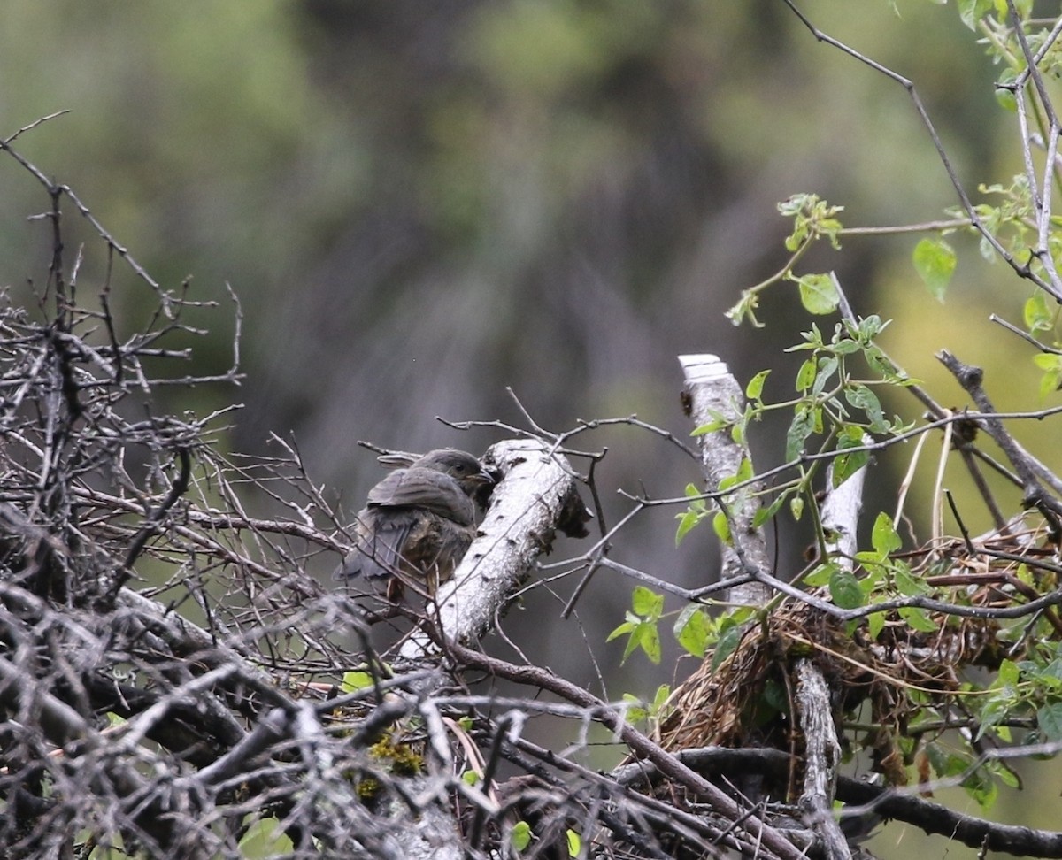 Cochabamba Mountain Finch - Richard Greenhalgh