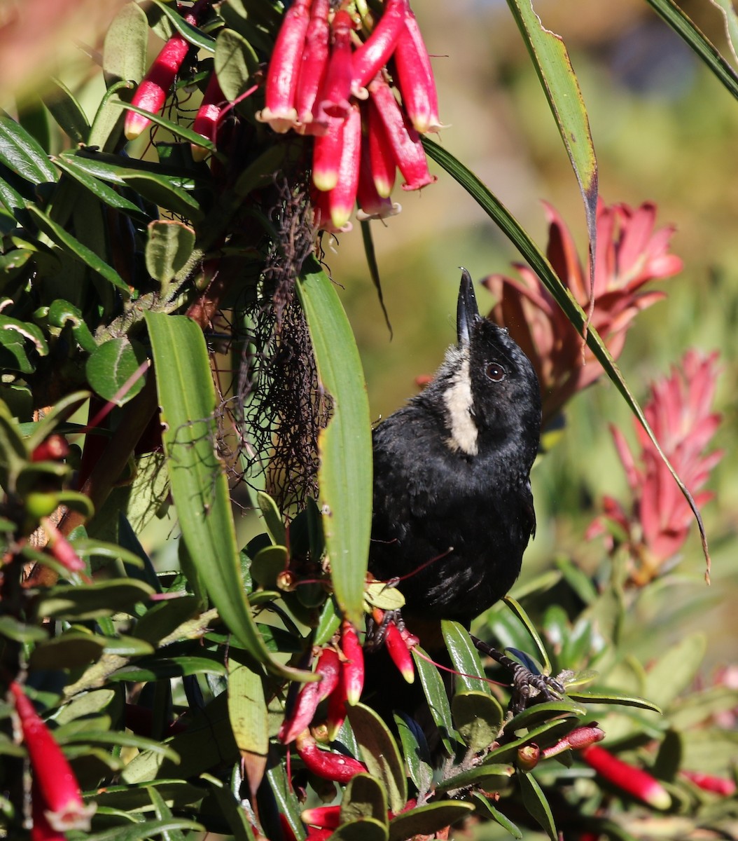 Moustached Flowerpiercer (albilinea) - Richard Greenhalgh