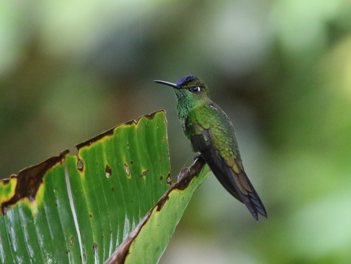 Violet-fronted Brilliant - Richard Greenhalgh