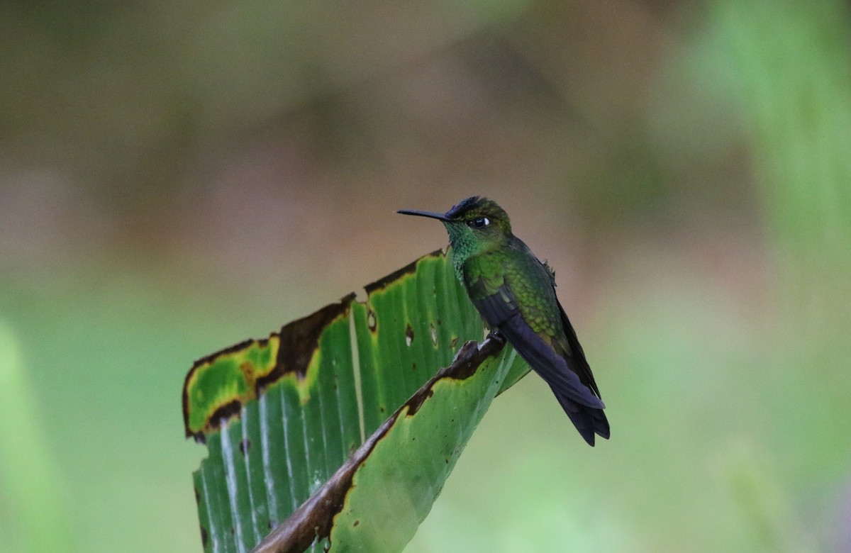 Violet-fronted Brilliant - Richard Greenhalgh