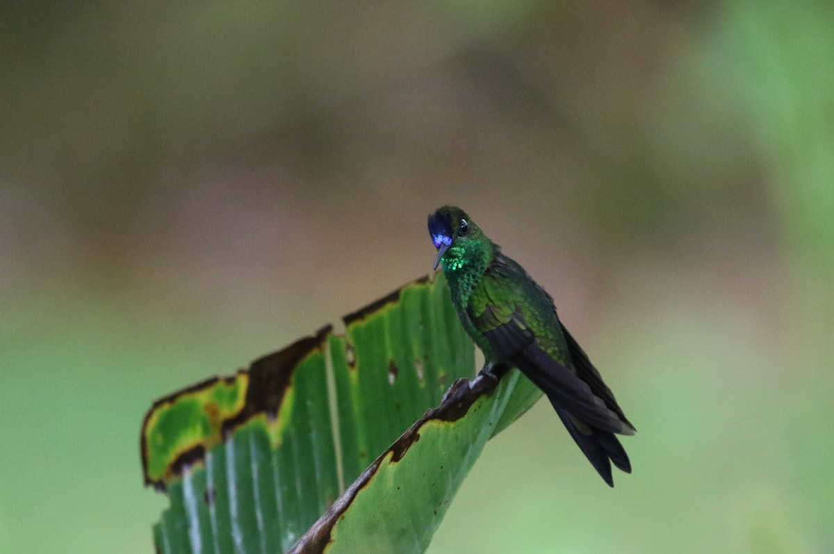 Violet-fronted Brilliant - Richard Greenhalgh