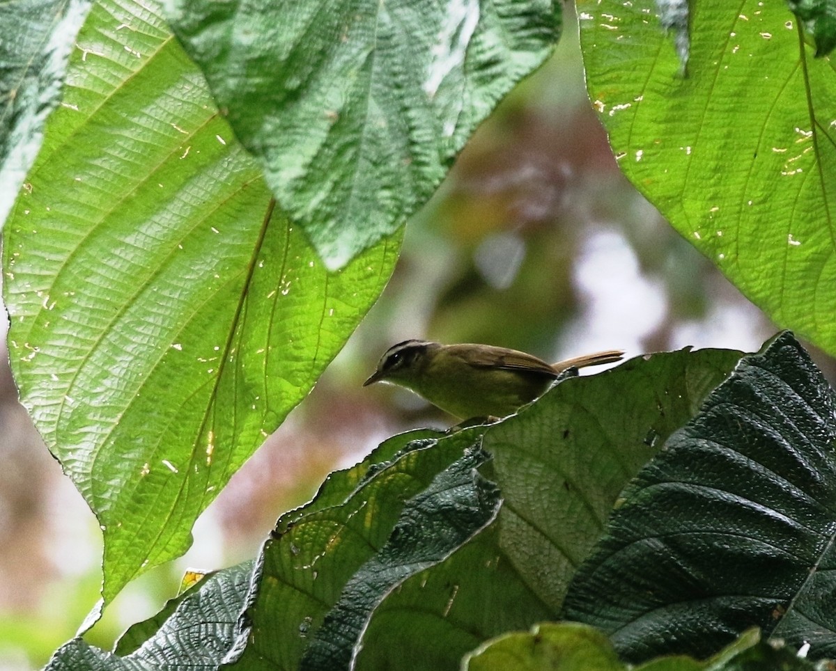 Three-striped Warbler (Three-striped) - ML205639451