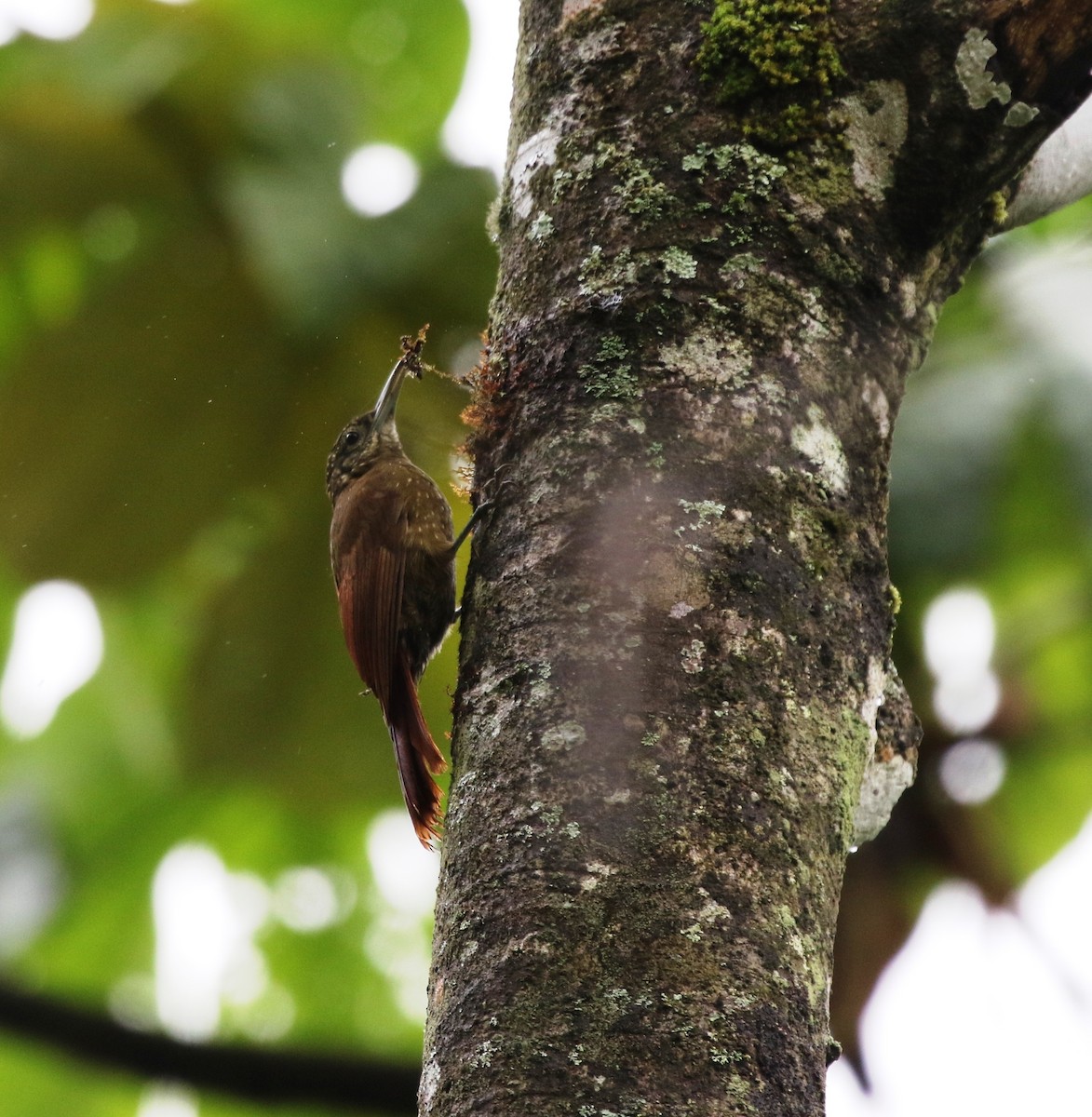 Olive-backed Woodcreeper - ML205639481