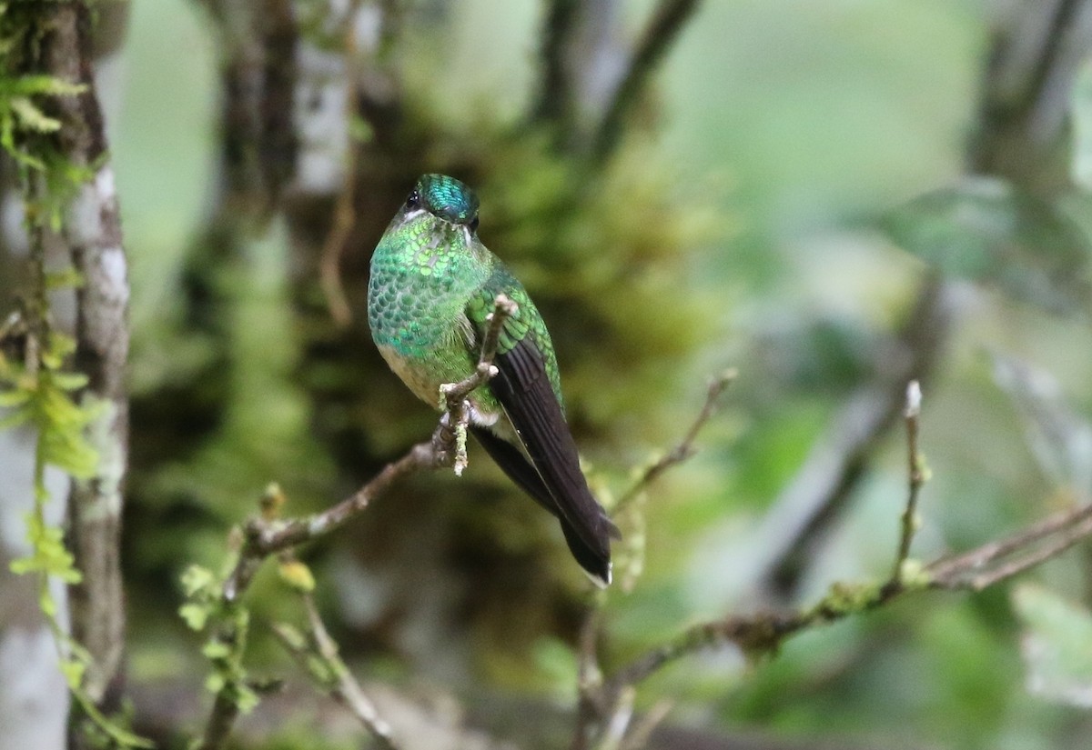 Violet-fronted Brilliant - Richard Greenhalgh