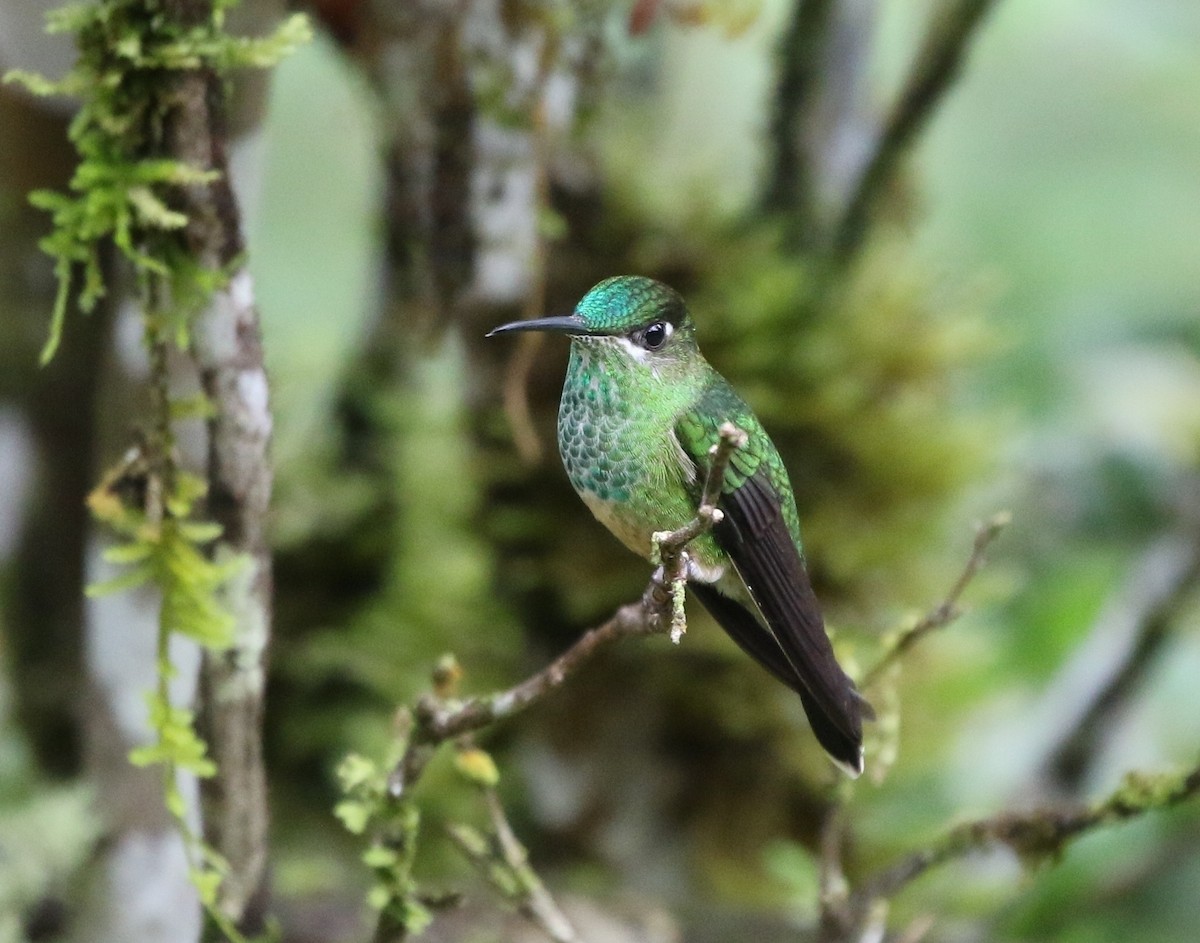 Violet-fronted Brilliant - Richard Greenhalgh