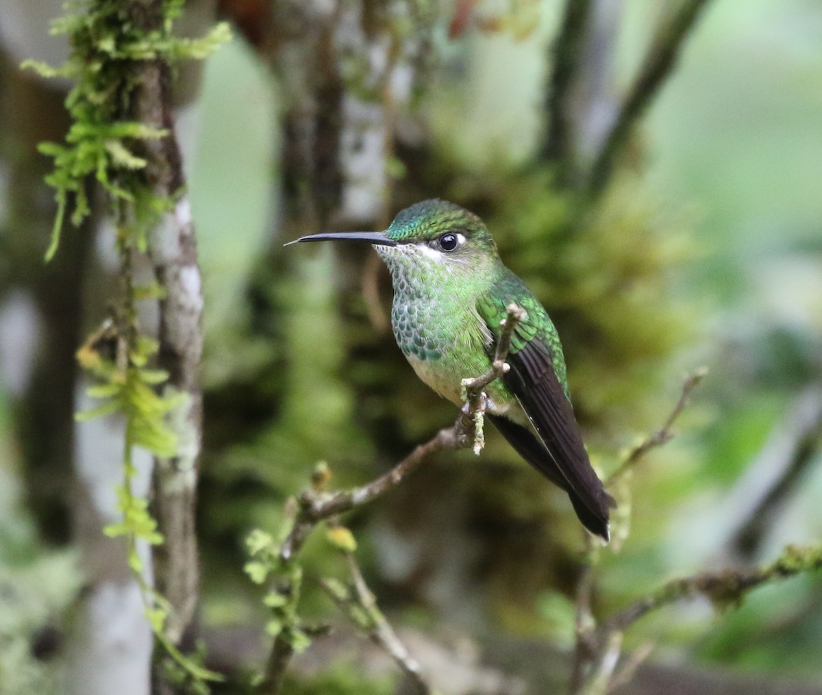 Violet-fronted Brilliant - Richard Greenhalgh