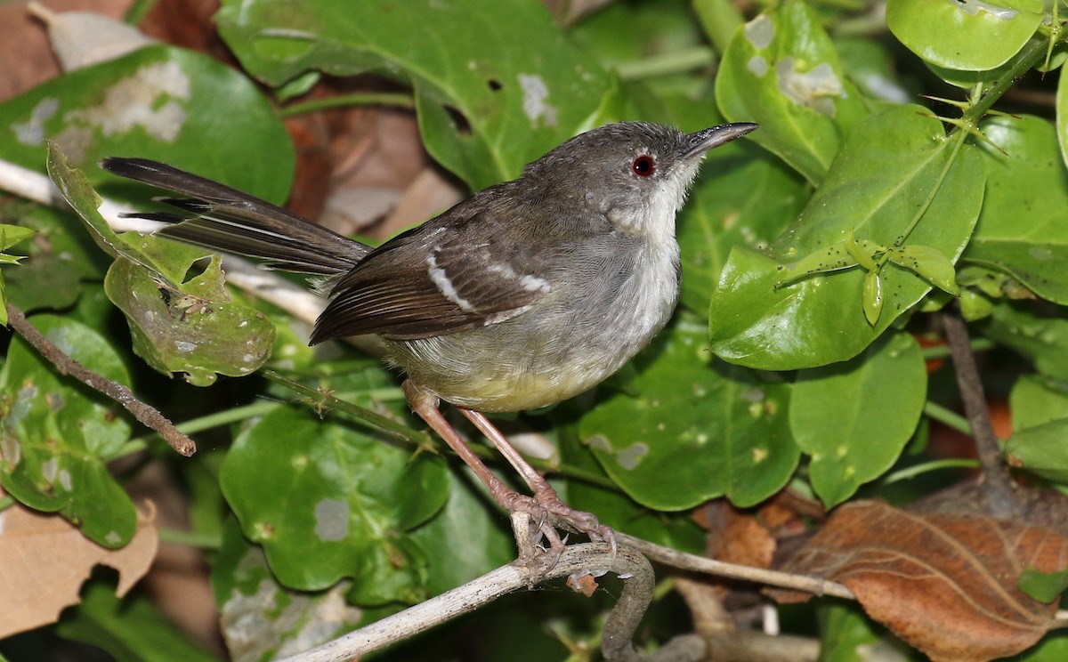 Bar-winged Prinia - John O'Malley