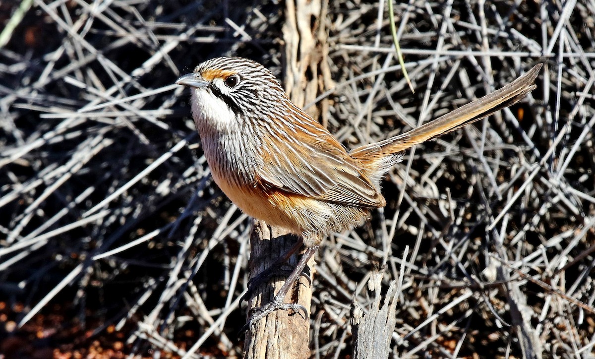 Opalton Grasswren - ML205639911