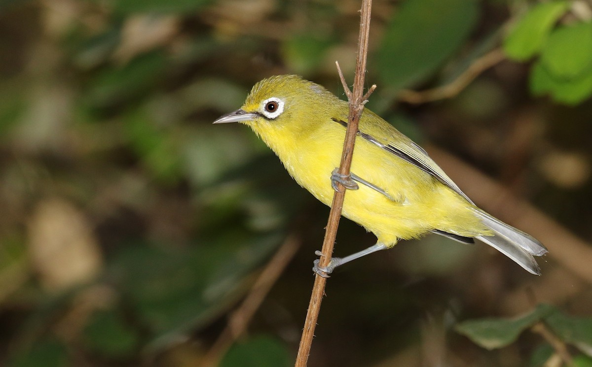 Lemon-bellied White-eye - John O'Malley