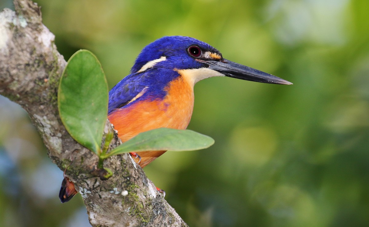 Azure Kingfisher - ML205640011