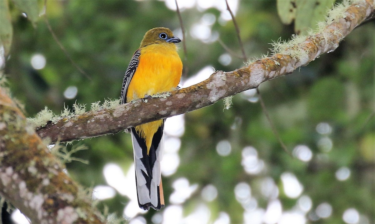 Trogon à poitrine jaune (oreskios) - ML205640131