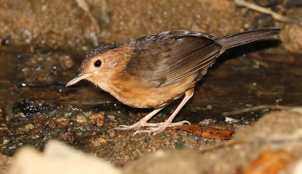 Brown-capped Babbler - John O'Malley