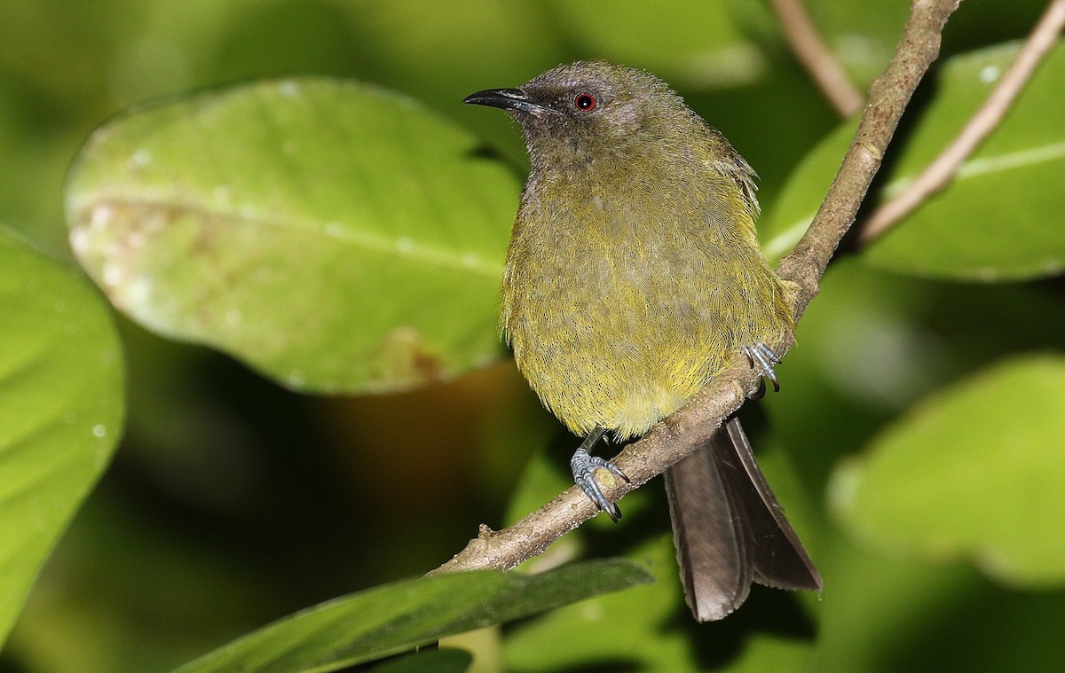 New Zealand Bellbird - ML205640261