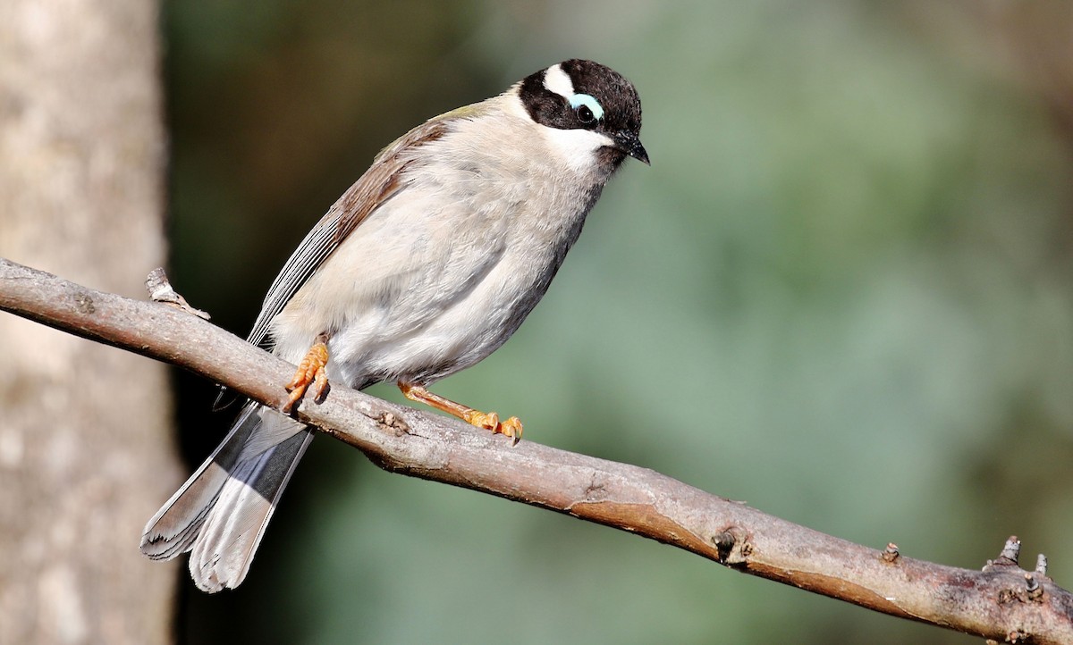 Black-chinned Honeyeater (Black-chinned) - ML205640291