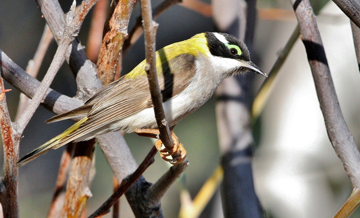 Black-chinned Honeyeater (Golden-backed) - ML205640321