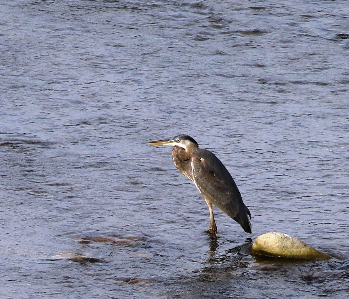 Great Blue Heron (Great Blue) - ML205640931