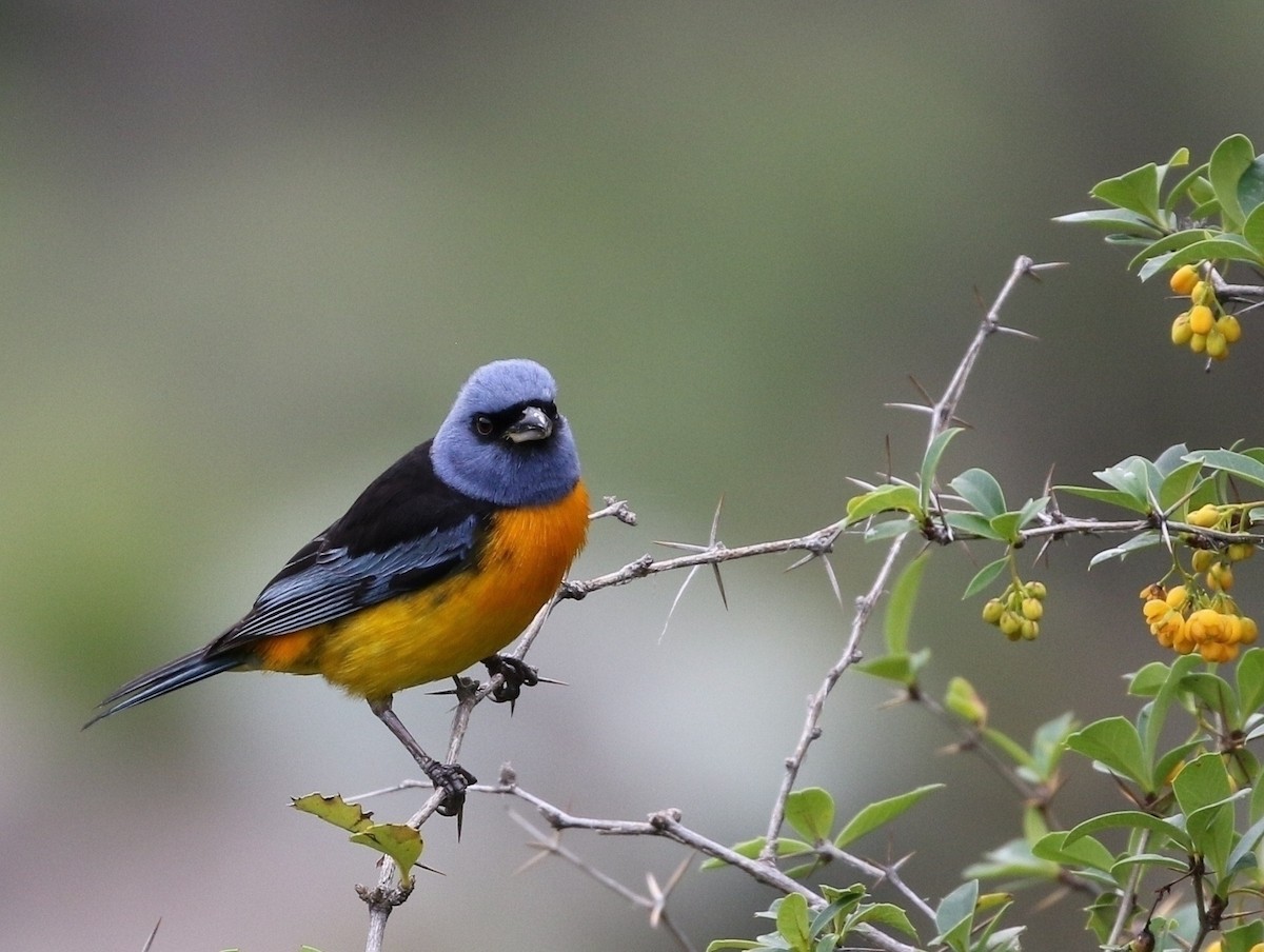Blue-and-yellow Tanager (Blue-and-yellow) - ML205640981