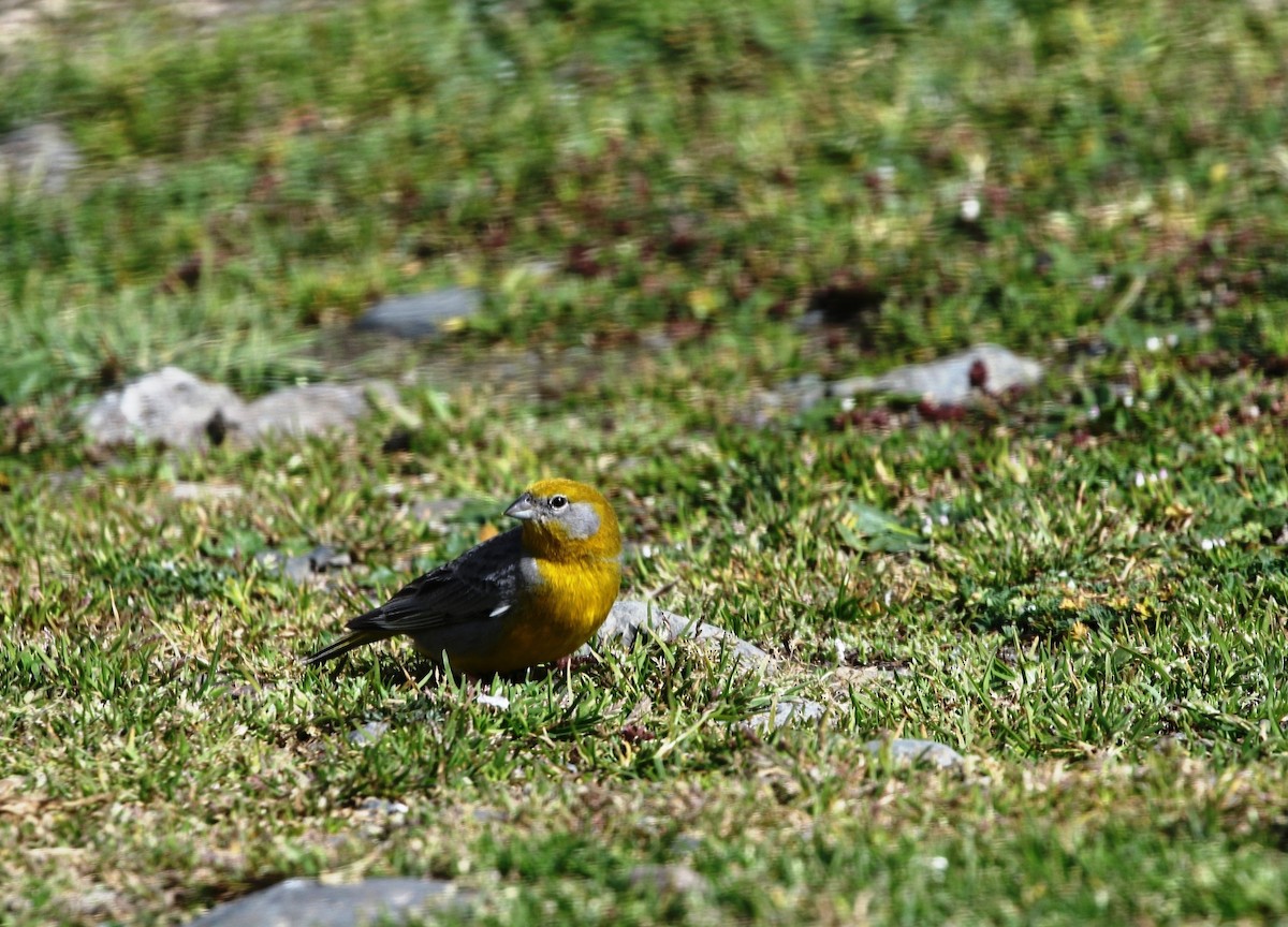 Bright-rumped Yellow-Finch - ML205641091