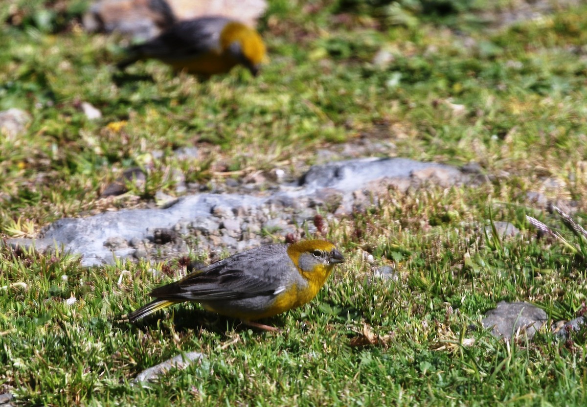 Bright-rumped Yellow-Finch - ML205641111