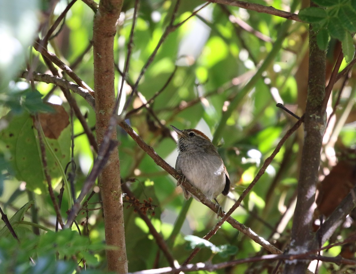 Azara's Spinetail - ML205641211