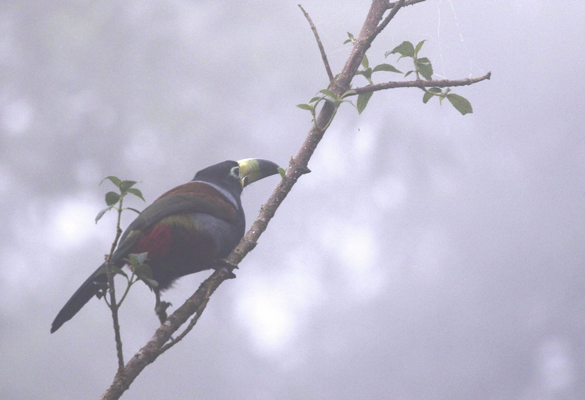 Hooded Mountain-Toucan - ML205641311