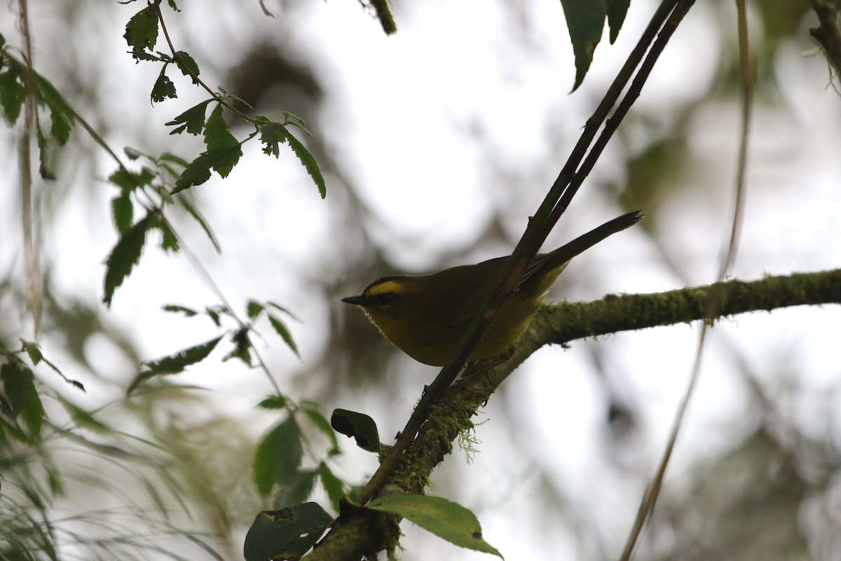 Citrine Warbler (Bolivian) - Richard Greenhalgh