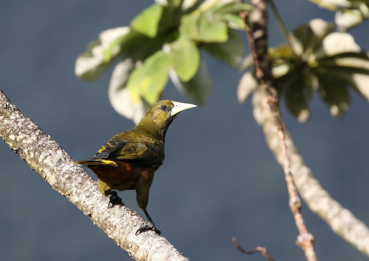 Dusky-green Oropendola - ML205641491