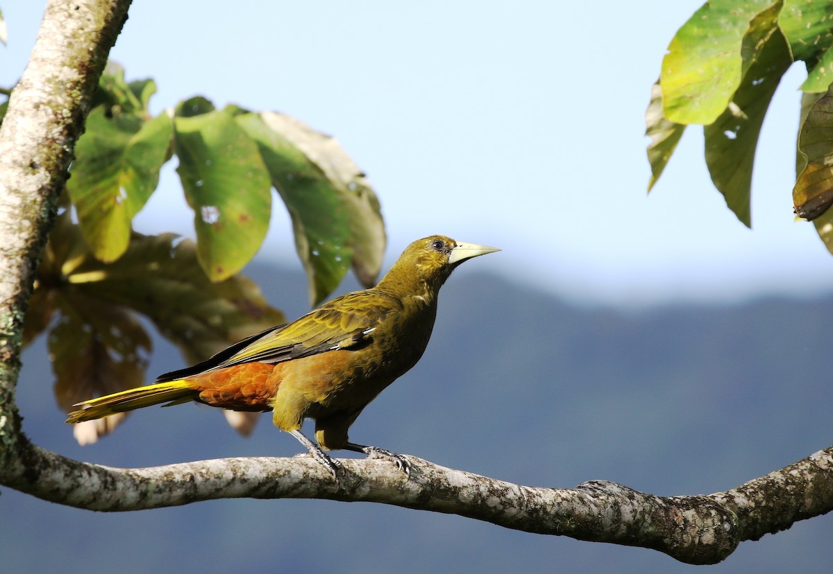 Dusky-green Oropendola - ML205641501