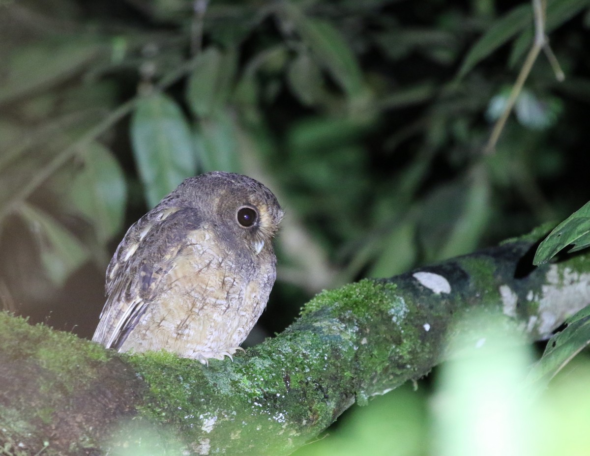 Kara Gözlü Puhucuk (ingens/venezuelanus) - ML205641601