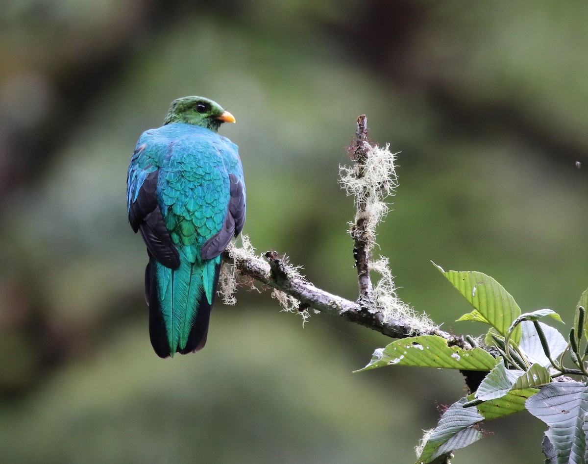 Golden-headed Quetzal - ML205641701