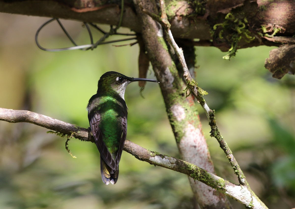 Violet-fronted Brilliant - Richard Greenhalgh