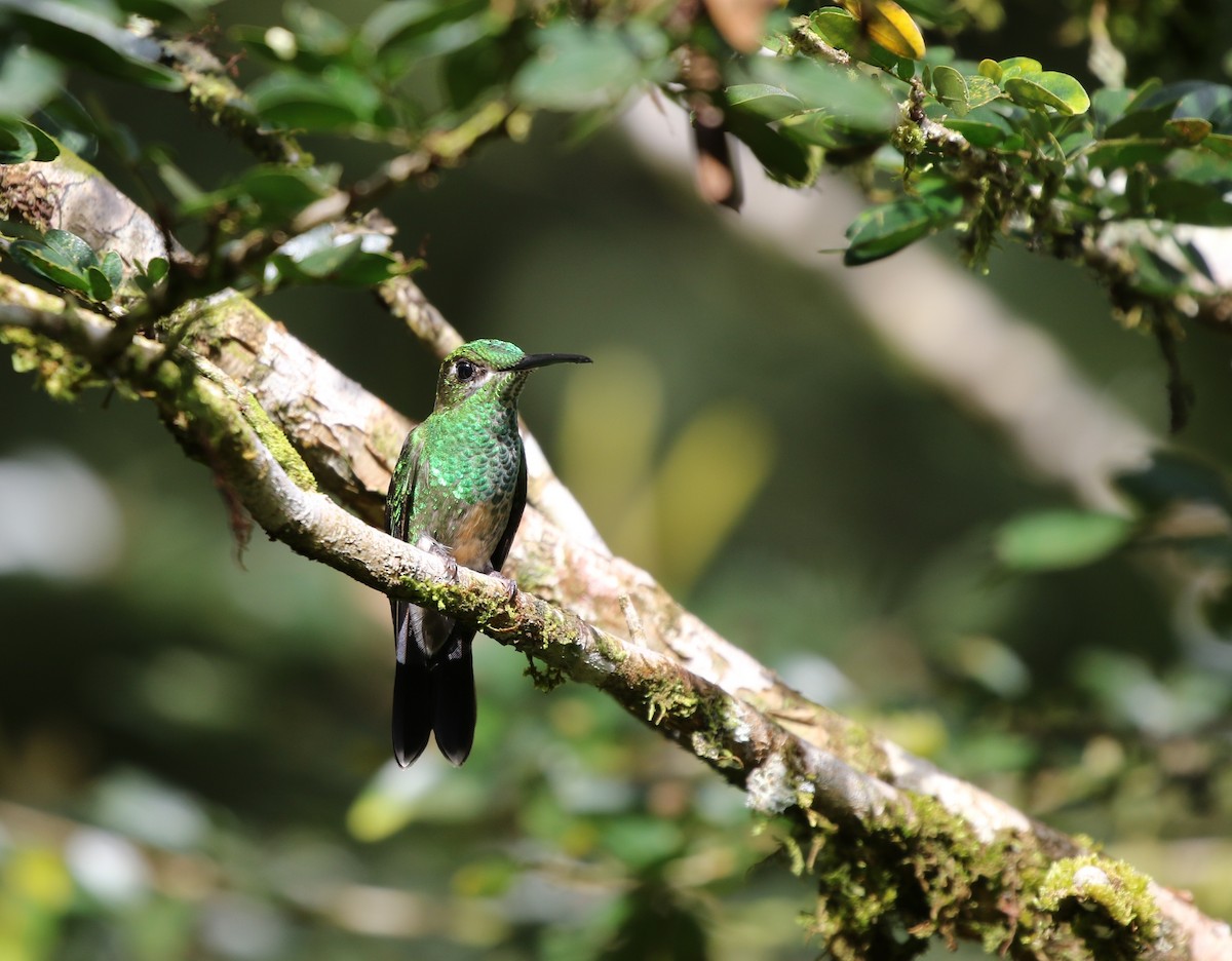 Violet-fronted Brilliant - Richard Greenhalgh