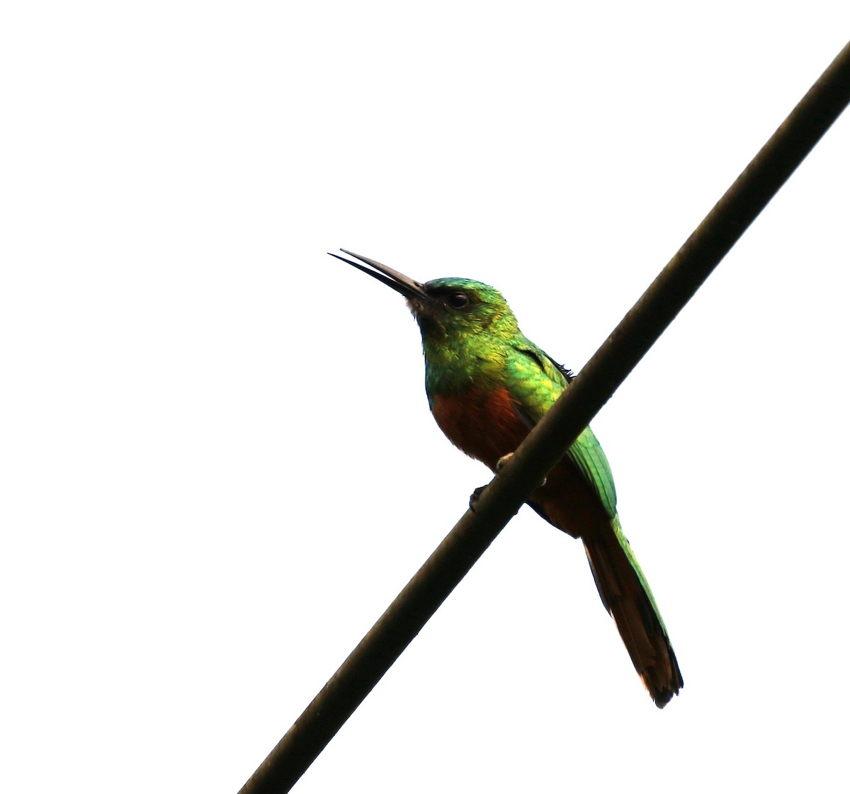 Bluish-fronted Jacamar - Richard Greenhalgh