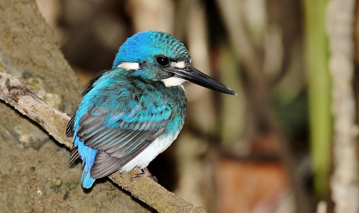 Little Kingfisher - John O'Malley