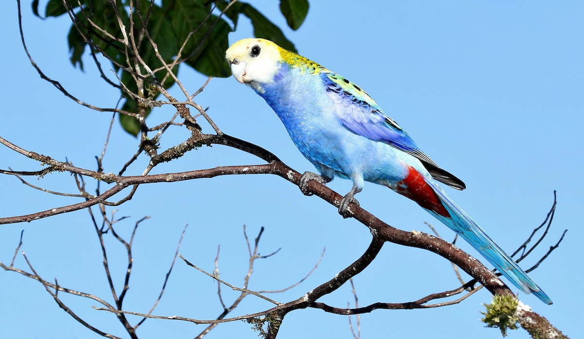 Pale-headed Rosella - ML205642391