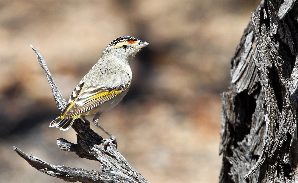Red-browed Pardalote - ML205642691