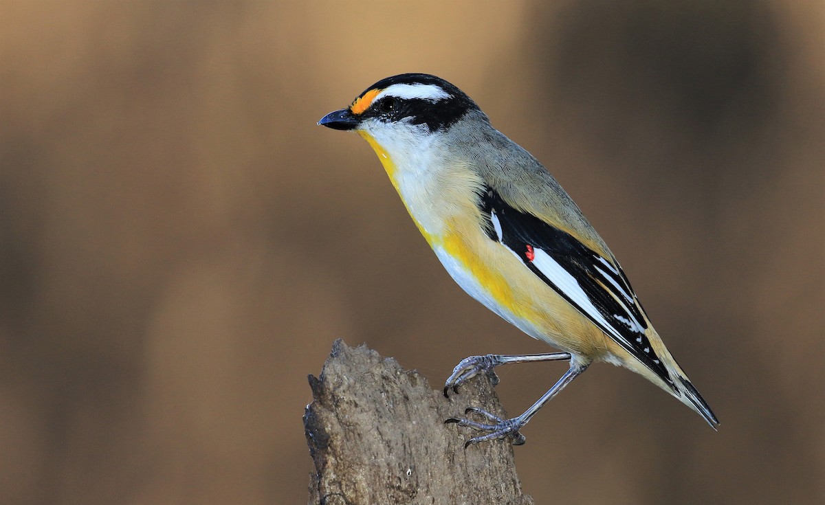 Pardalote Estriado (grupo melanocephalus) - ML205642771