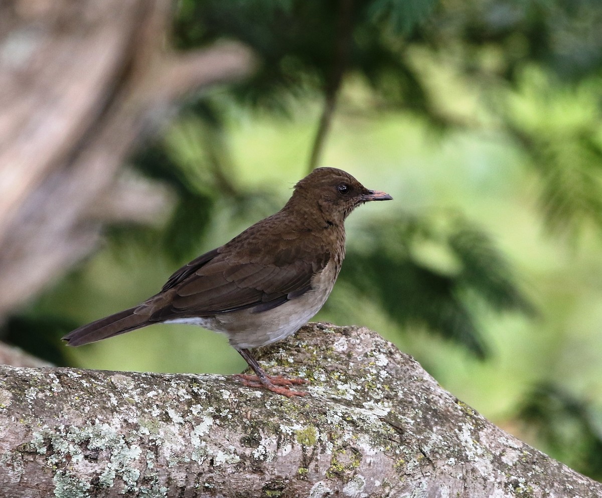 Black-billed Thrush (Drab) - Richard Greenhalgh