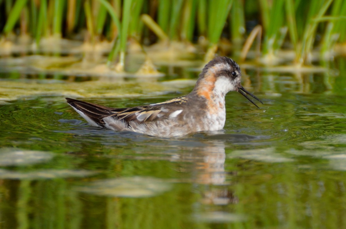 Red-necked Phalarope - ML205644541