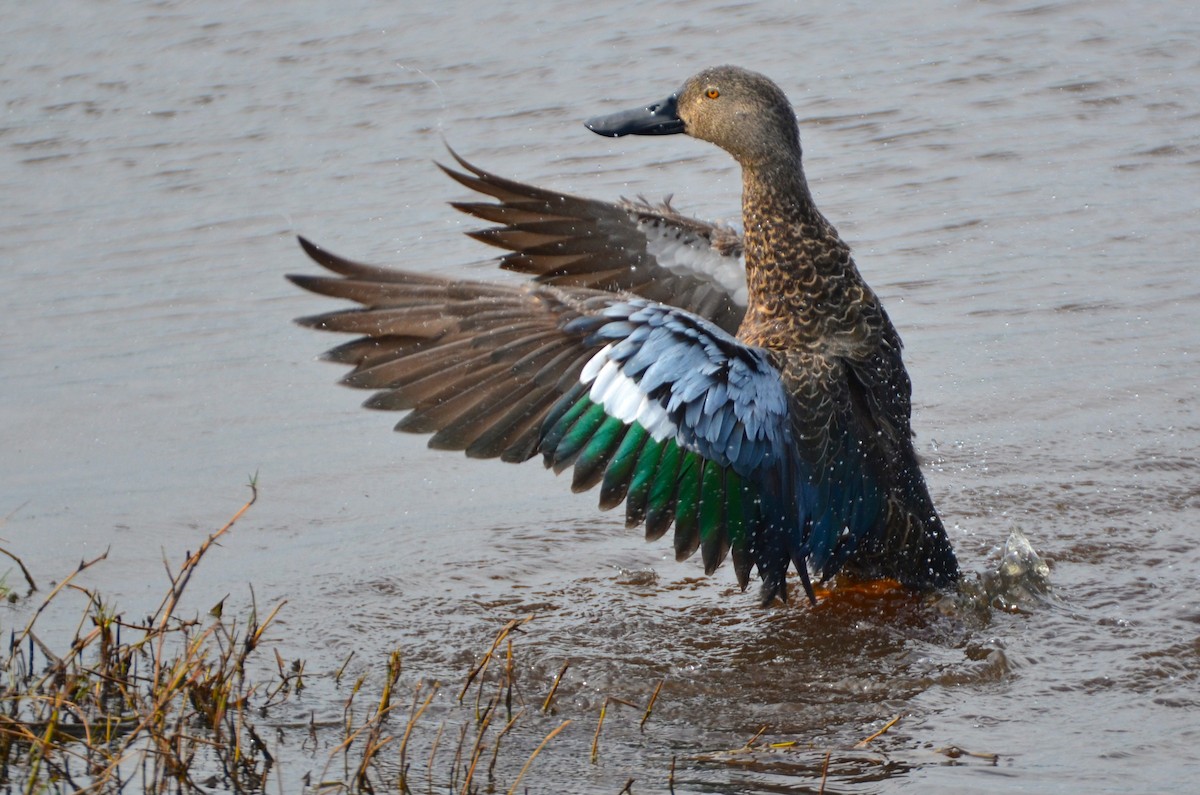 Cape Shoveler - ML205644611