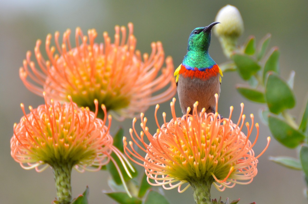 Southern Double-collared Sunbird - ML205644651