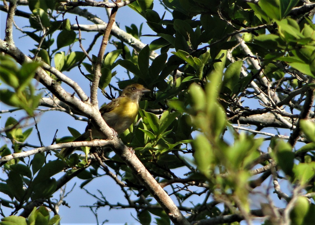 Rio-de-Janeiro-Vireo (thoracicus) - ML205645141