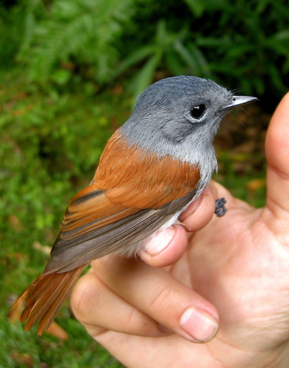 Mascarene Paradise-Flycatcher - ML205646571