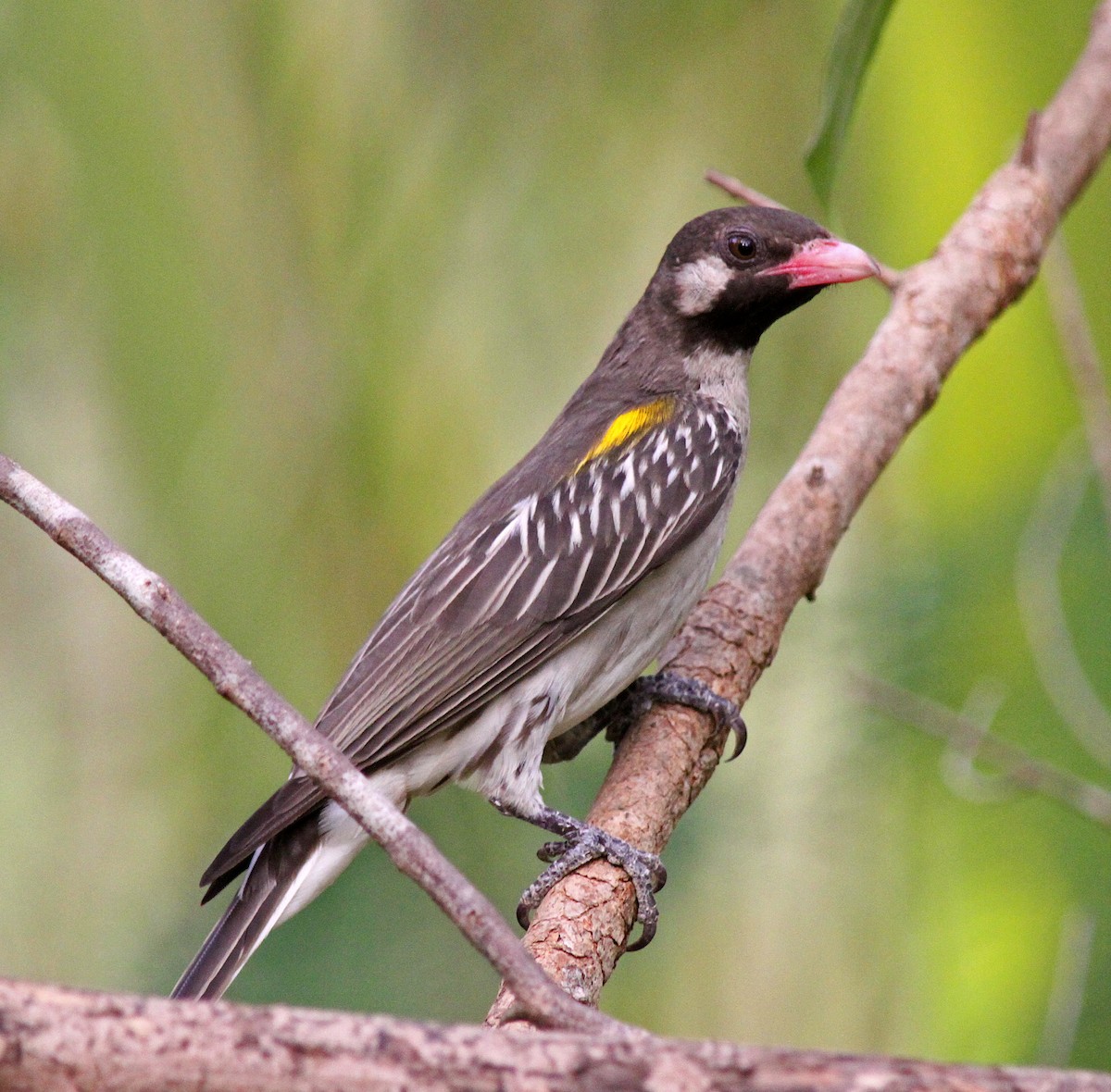 Greater Honeyguide - ML205646861