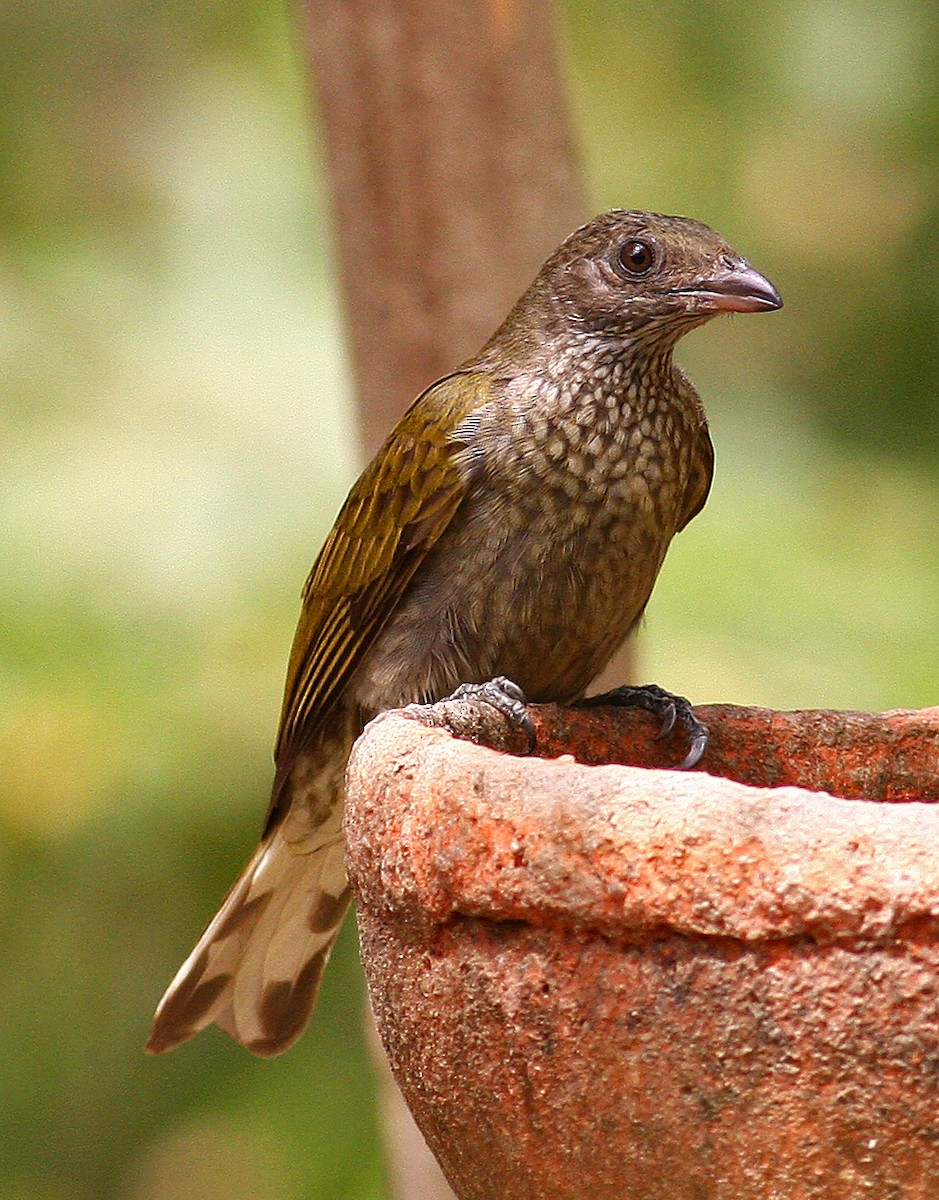 Spotted Honeyguide - Frans Vandewalle