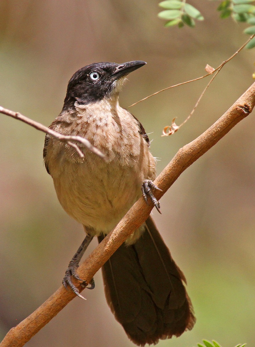 Blackcap Babbler (Blackcap) - ML205646891