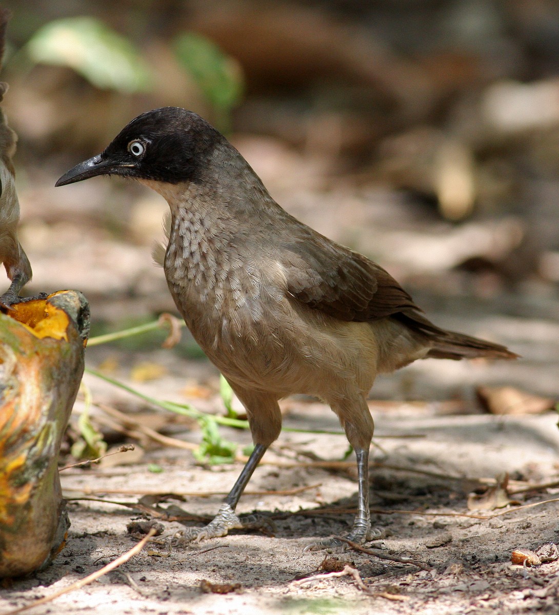 Blackcap Babbler (Blackcap) - ML205646901