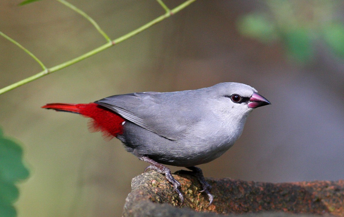 Lavender Waxbill - ML205646941